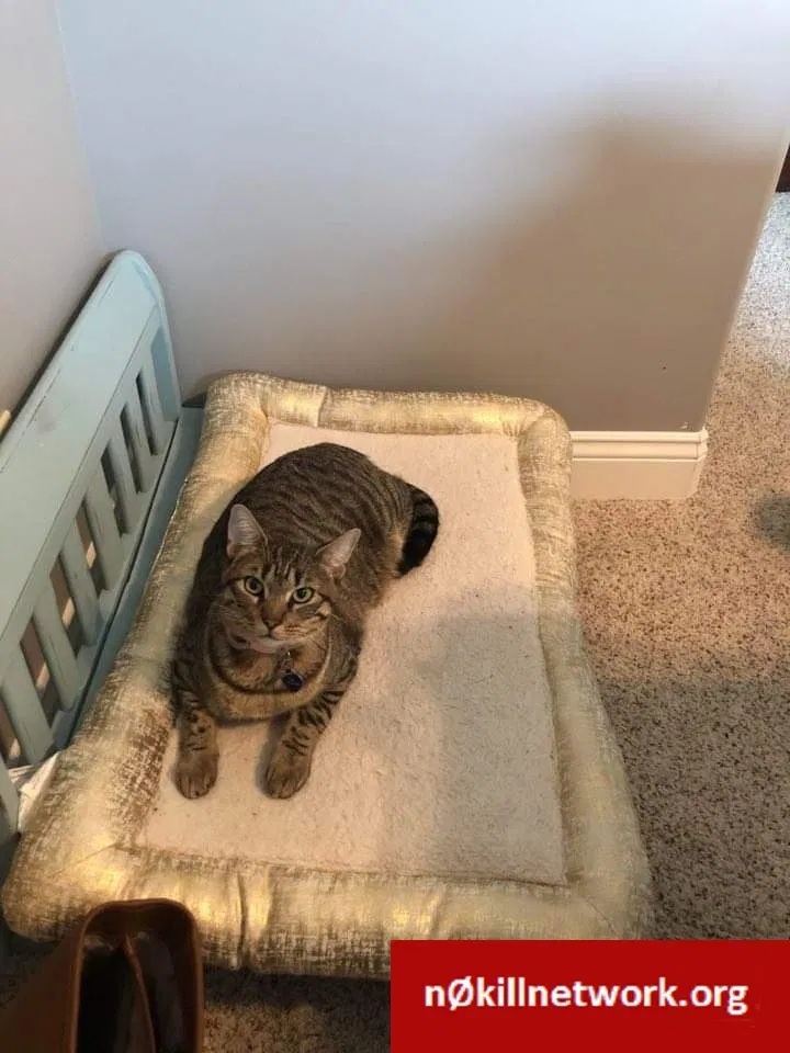 Lost cat in Youngsville, LA, 70592