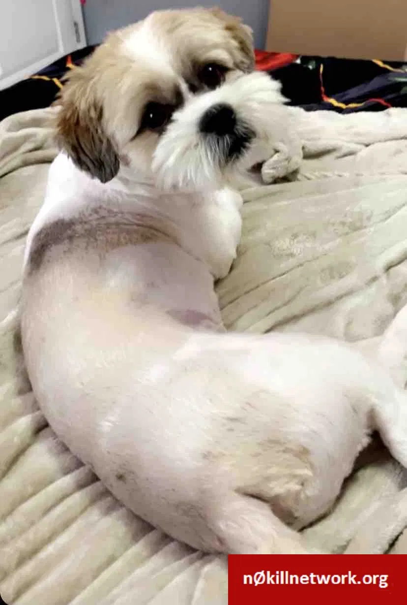 Lost dog in Miami, FL, 33145