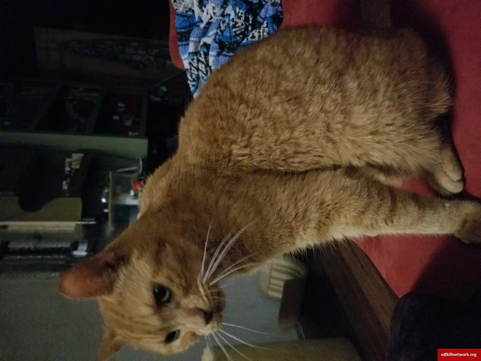 Lost cat in Defuniak Springs, FL, 32433