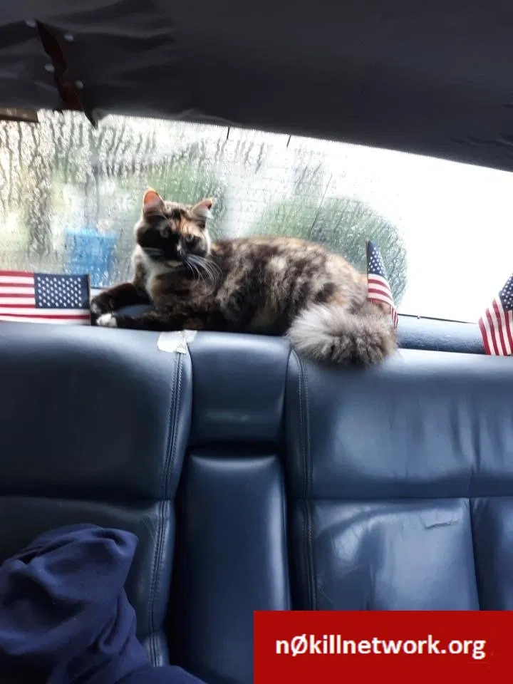 Lost cat in Mocksville, NC, 27028