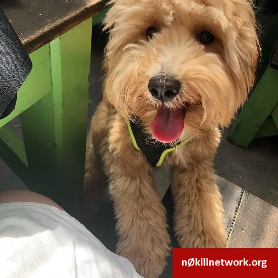 Lost dog in Jacksonville, FL, 32225