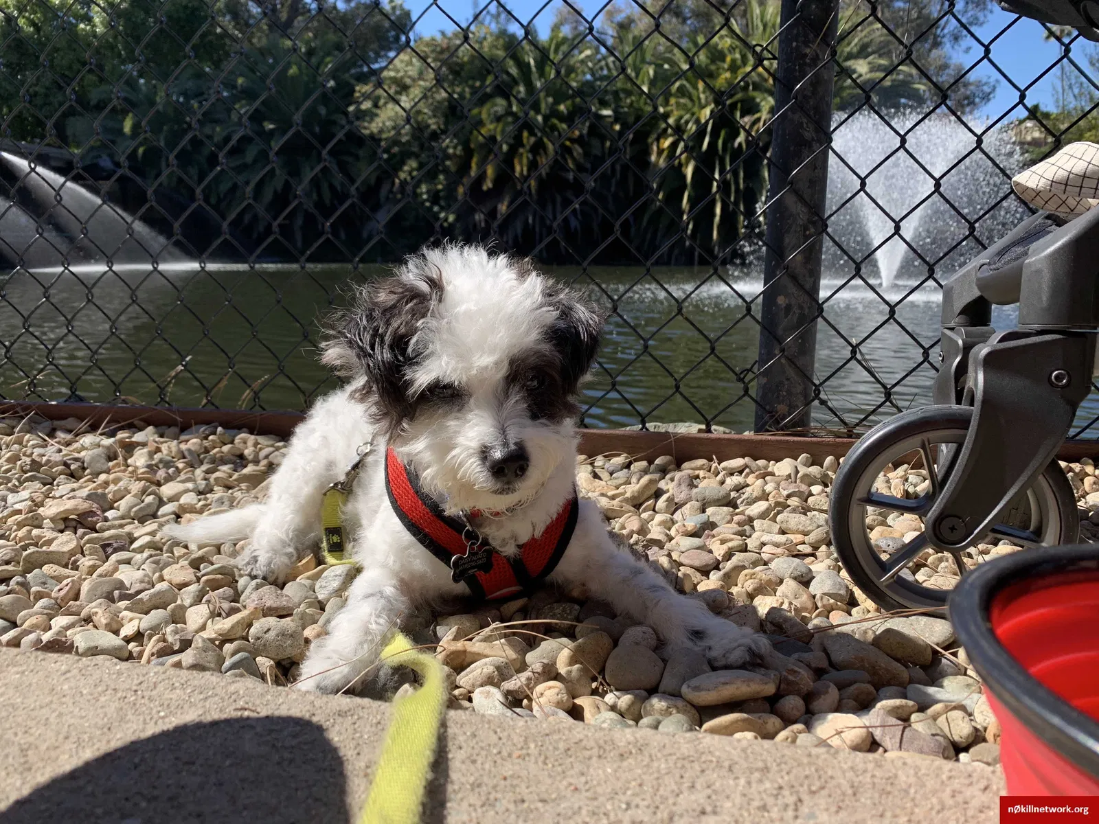 Lost dog in Chula Vista, CA, 91913