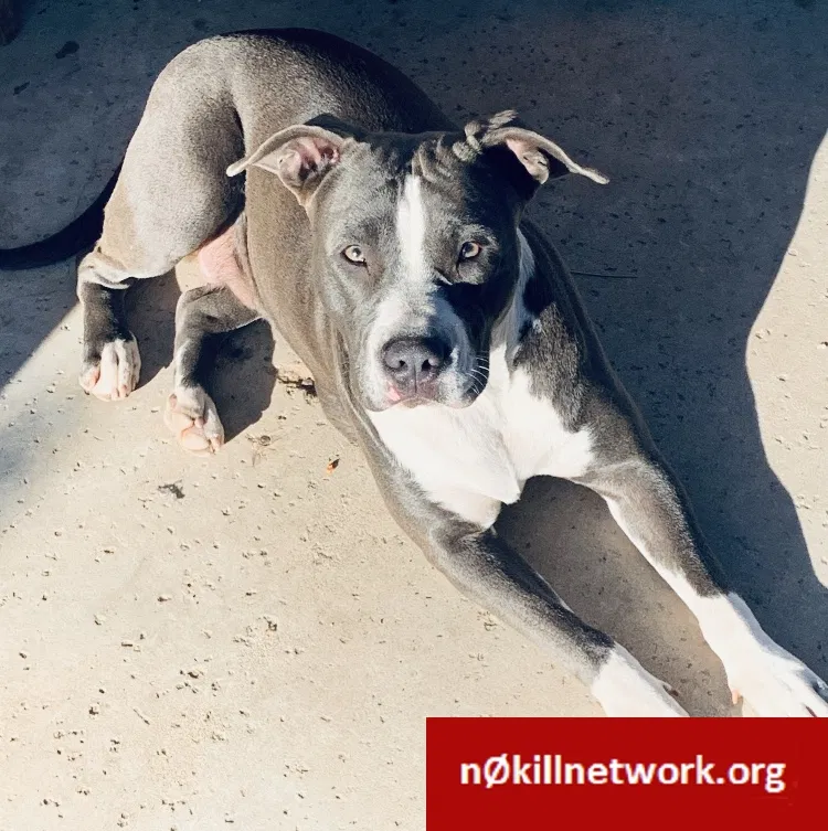 Lost dog in San Diego, CA, 92102