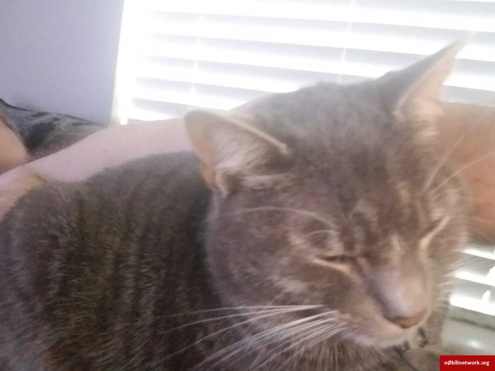 Lost cat in Fort Worth, TX, 76137