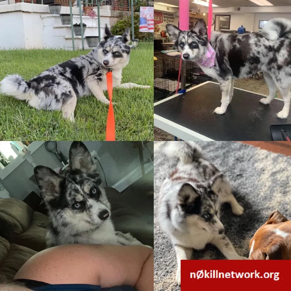 Lost dog in Dundalk, MD, 21222