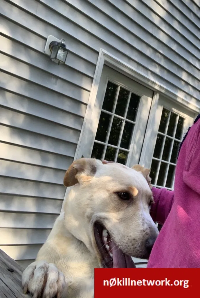 Lost dog in Durham, NC, 27713