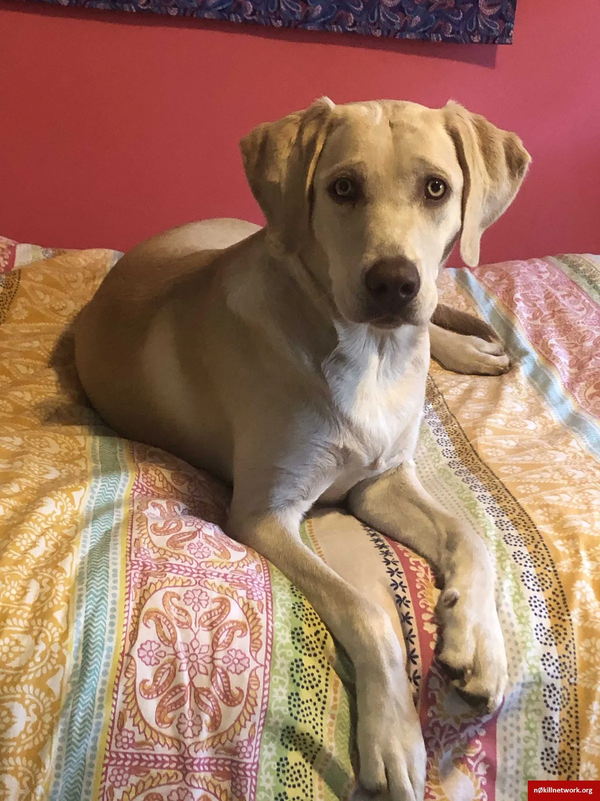 Lost dog in Mc Lean, VA, 22101