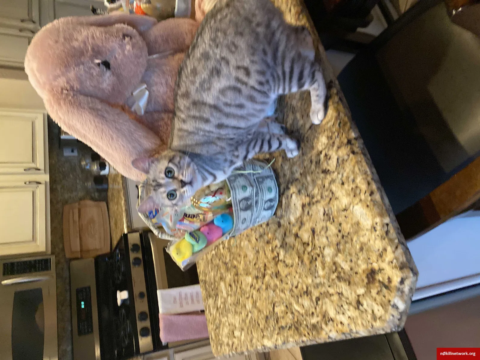 Lost cat in Peoria, AZ, 85383