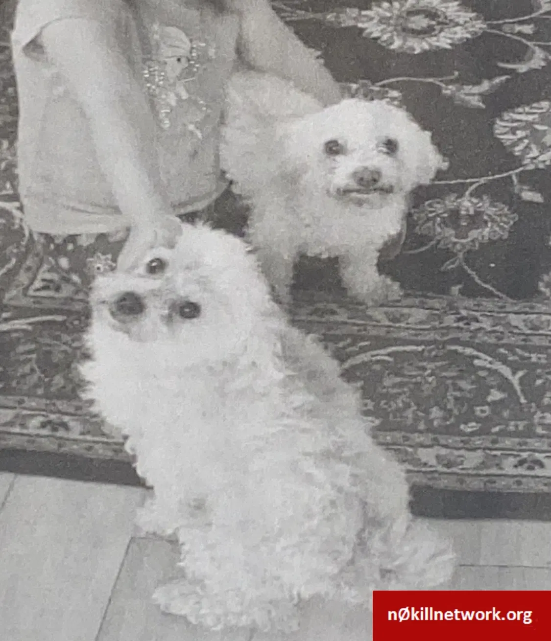 Lost dog in Valley Stream, NY, 11580