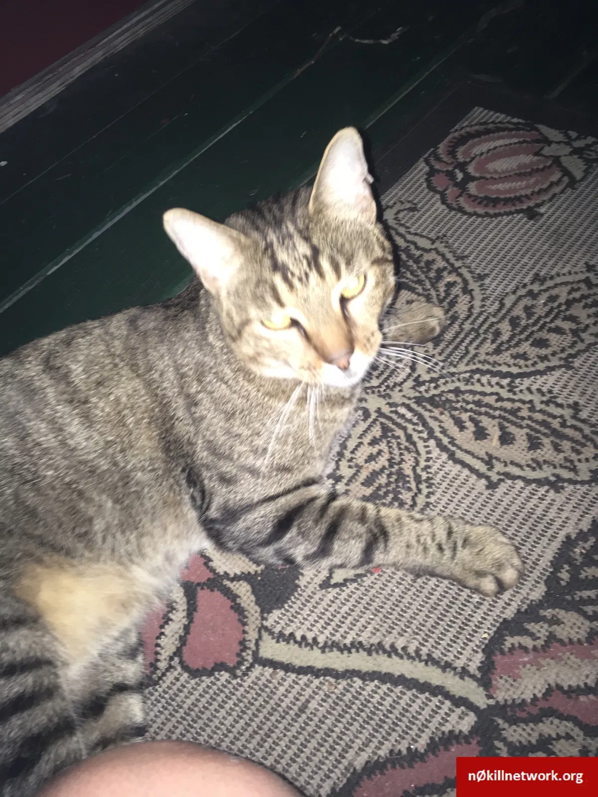 Lost cat in Tampa, FL, 33603