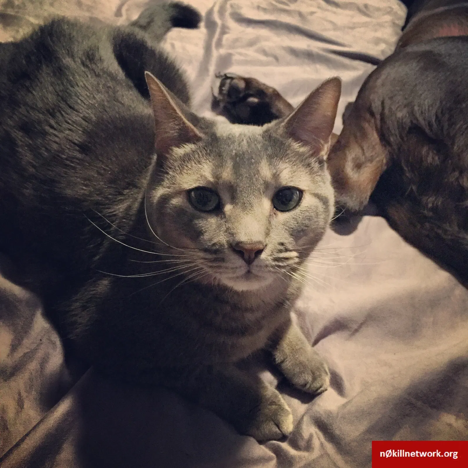 Lost cat in Reisterstown, MD, 21136