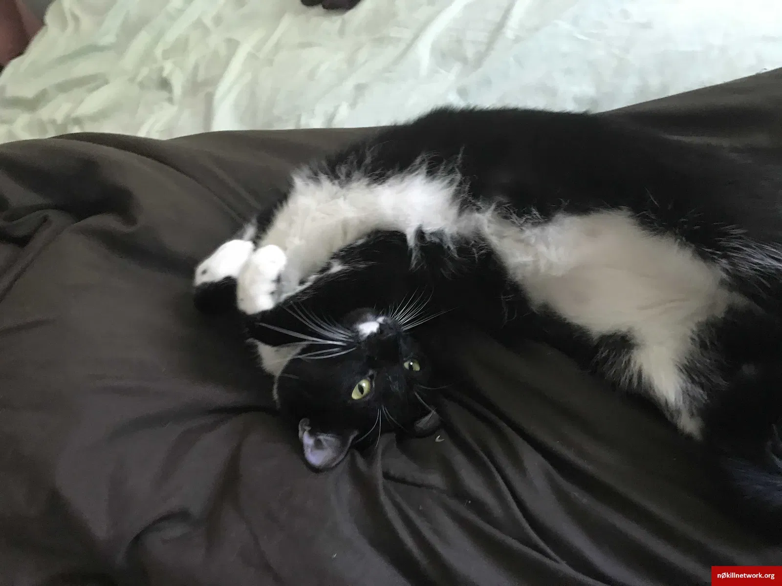 Lost cat in Baltimore, MD, 21206