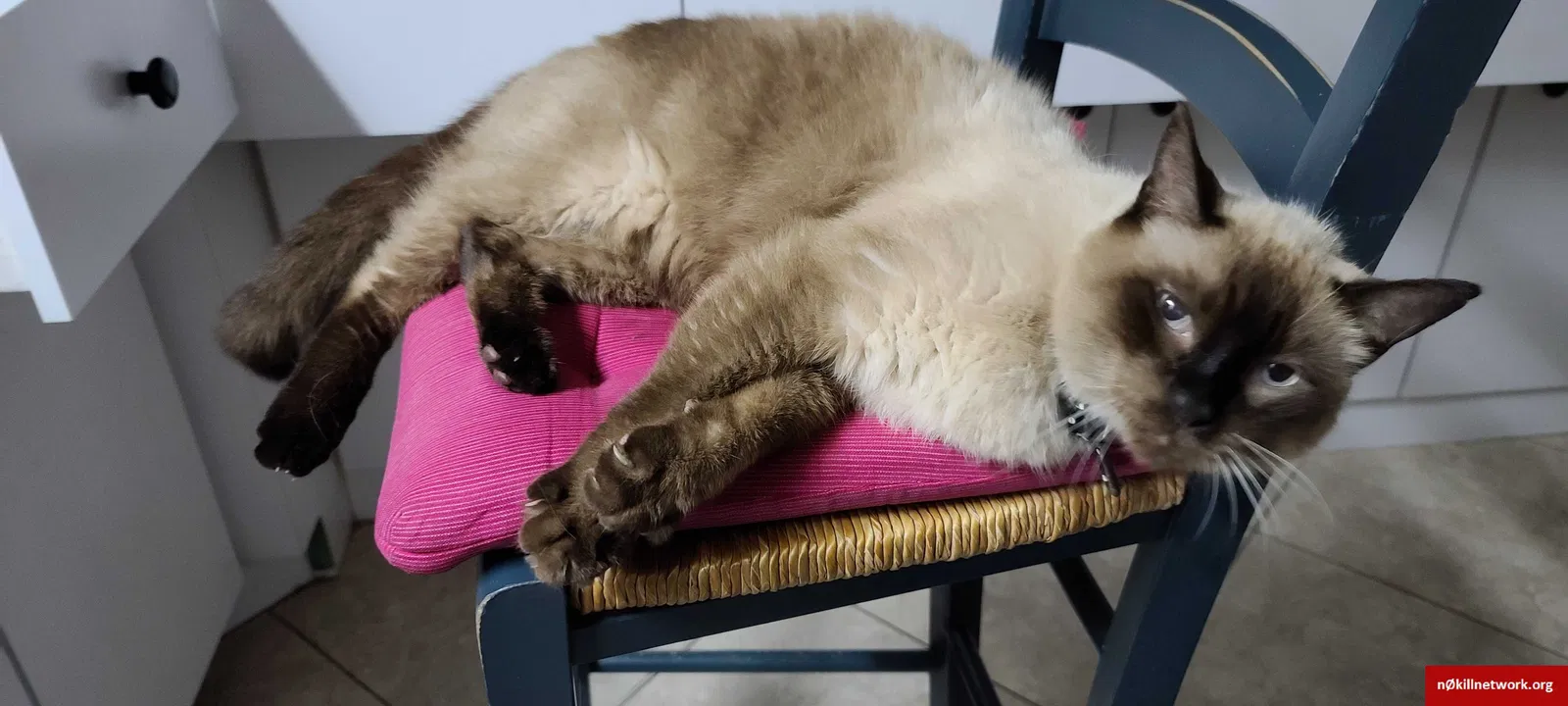 Lost cat in Miami, FL, 33143