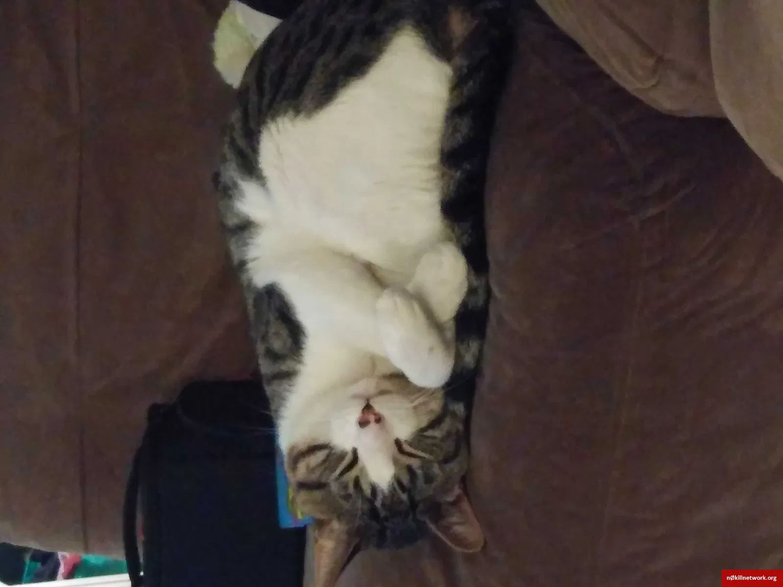 Lost cat in Fair Oaks, CA, 95628