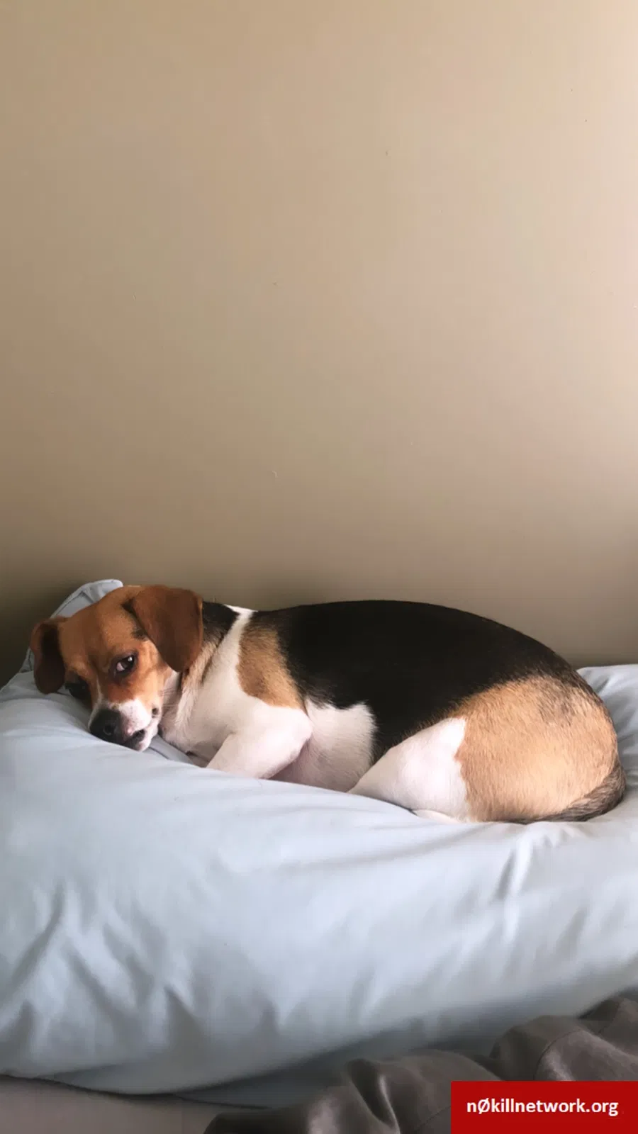 Lost dog in Corpus Christi, TX, 78411