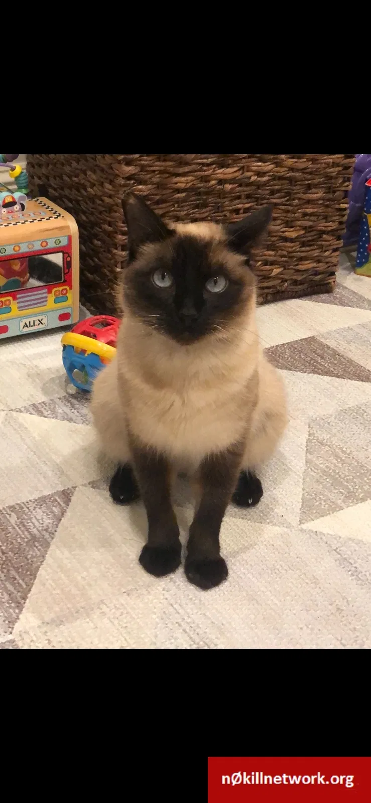 Lost cat in Memphis, TN, 38117