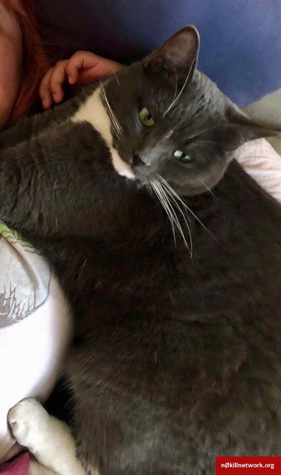 Lost cat in Albuquerque, NM, 87107