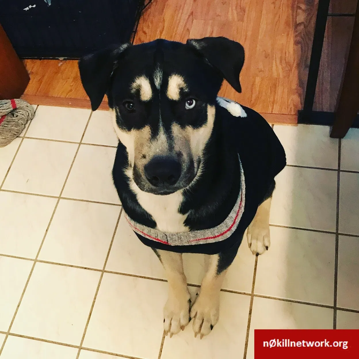 Lost dog in Charleroi, PA, 15022
