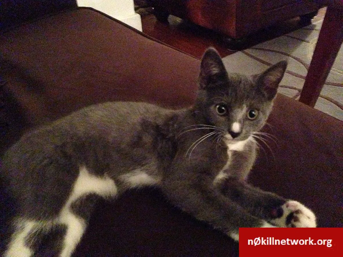 Lost cat in Venice, CA, 90291