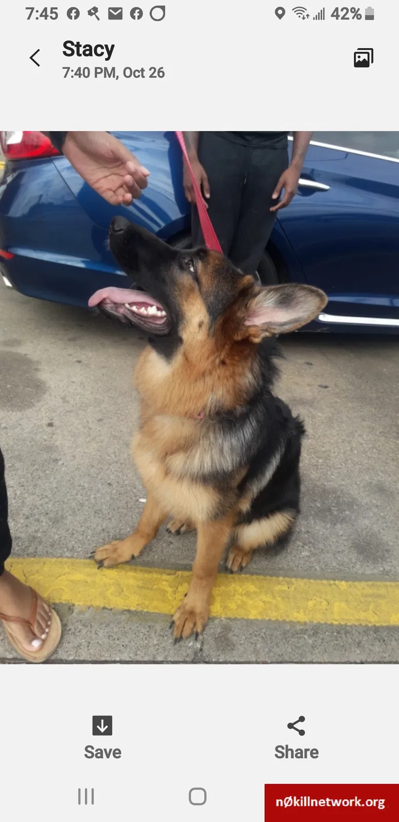 Lost dog in Killeen, TX, 76549