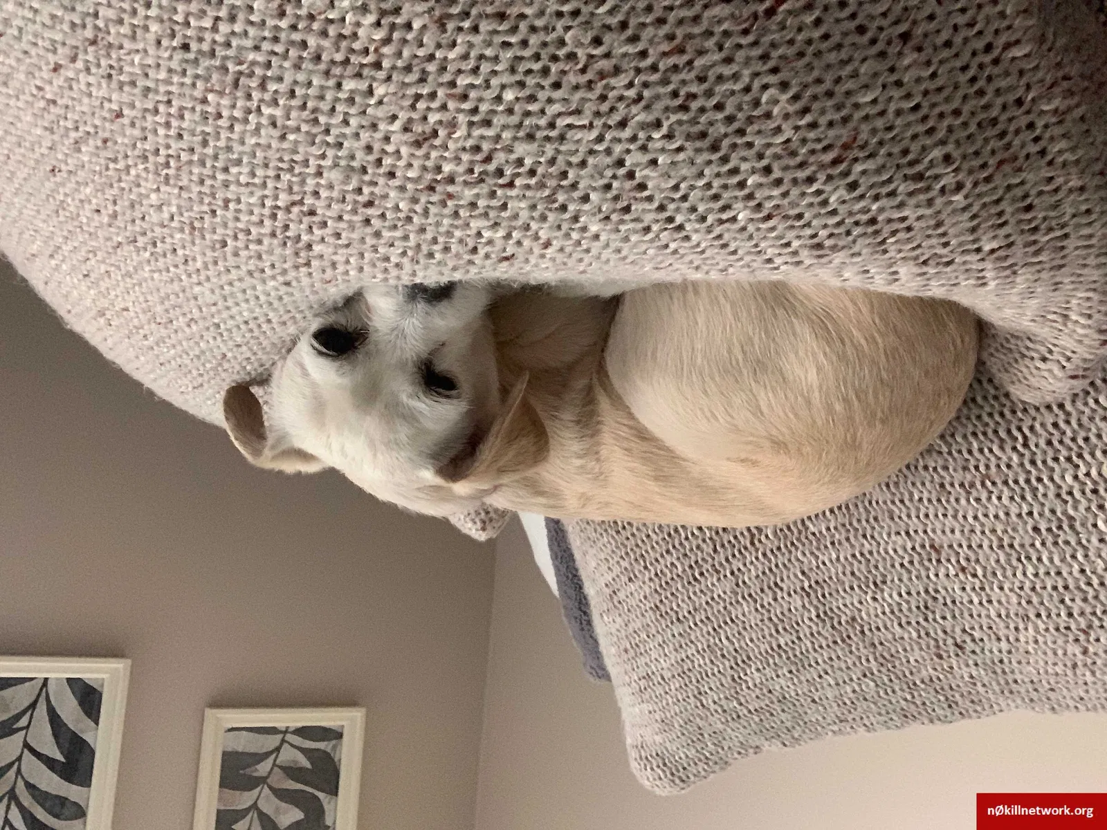 Lost dog in Phoenix, AZ, 85083