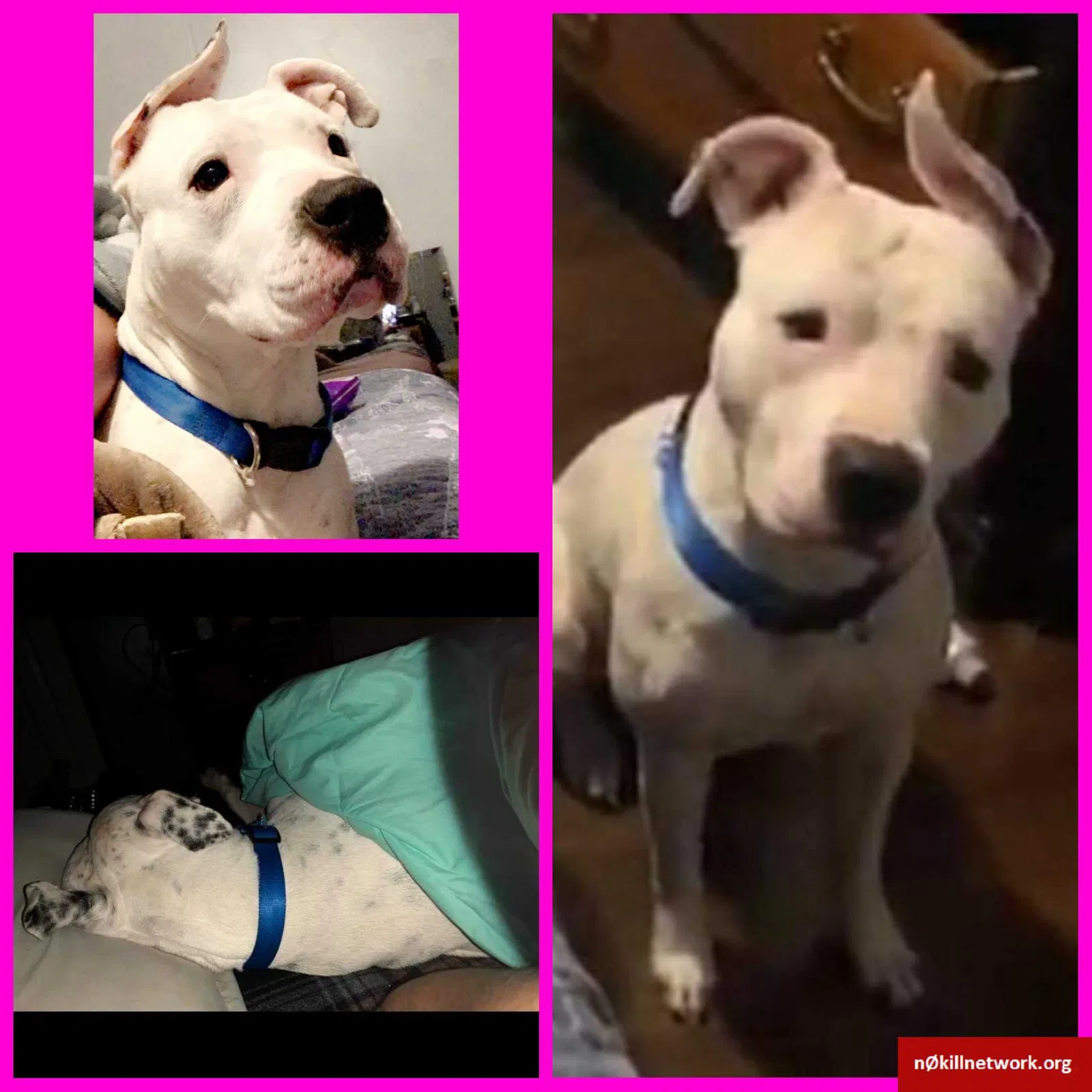 Lost dog in Corpus Christi, TX, 78416