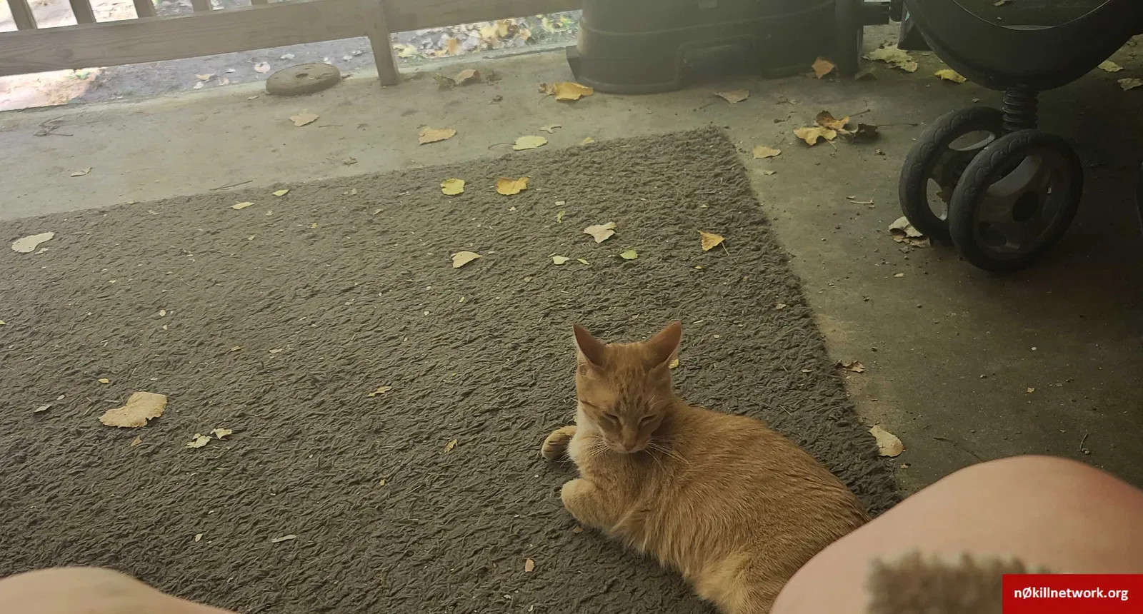 Lost cat in Grand Rapids, MI, 49507