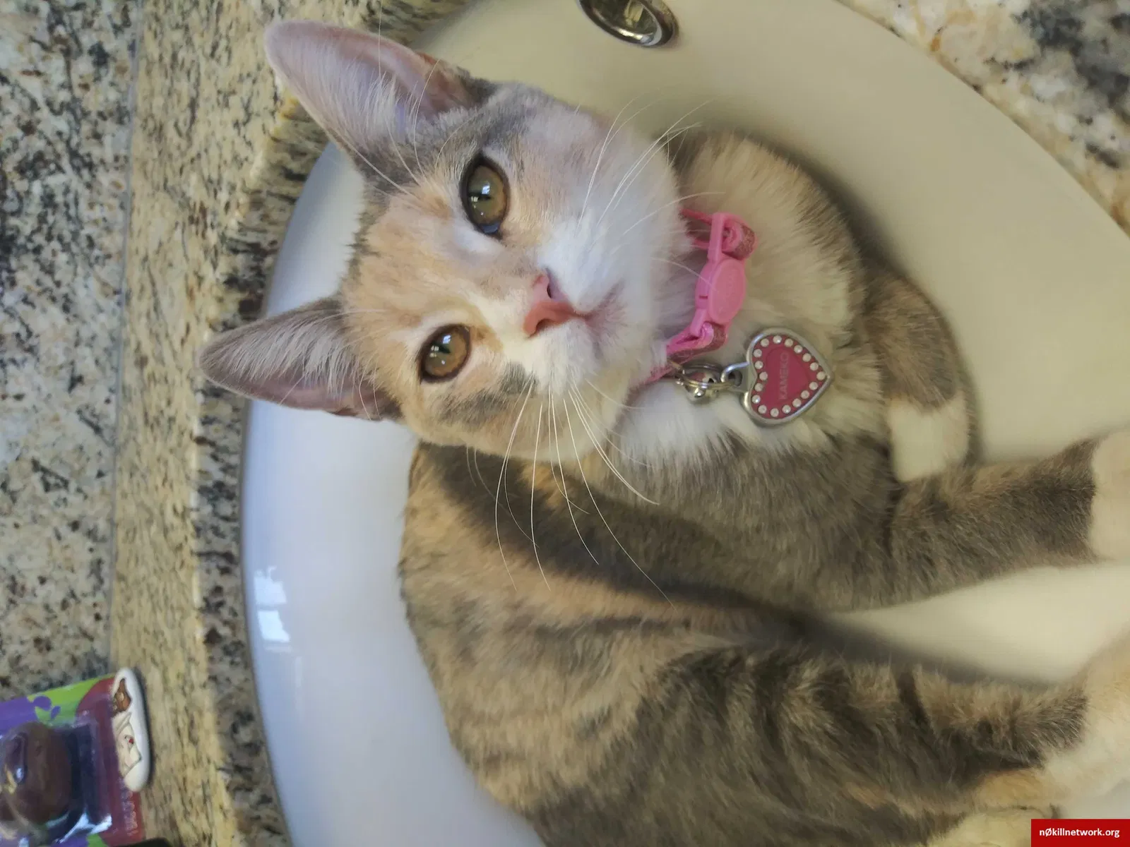 Lost cat in Apple Valley, CA, 92307