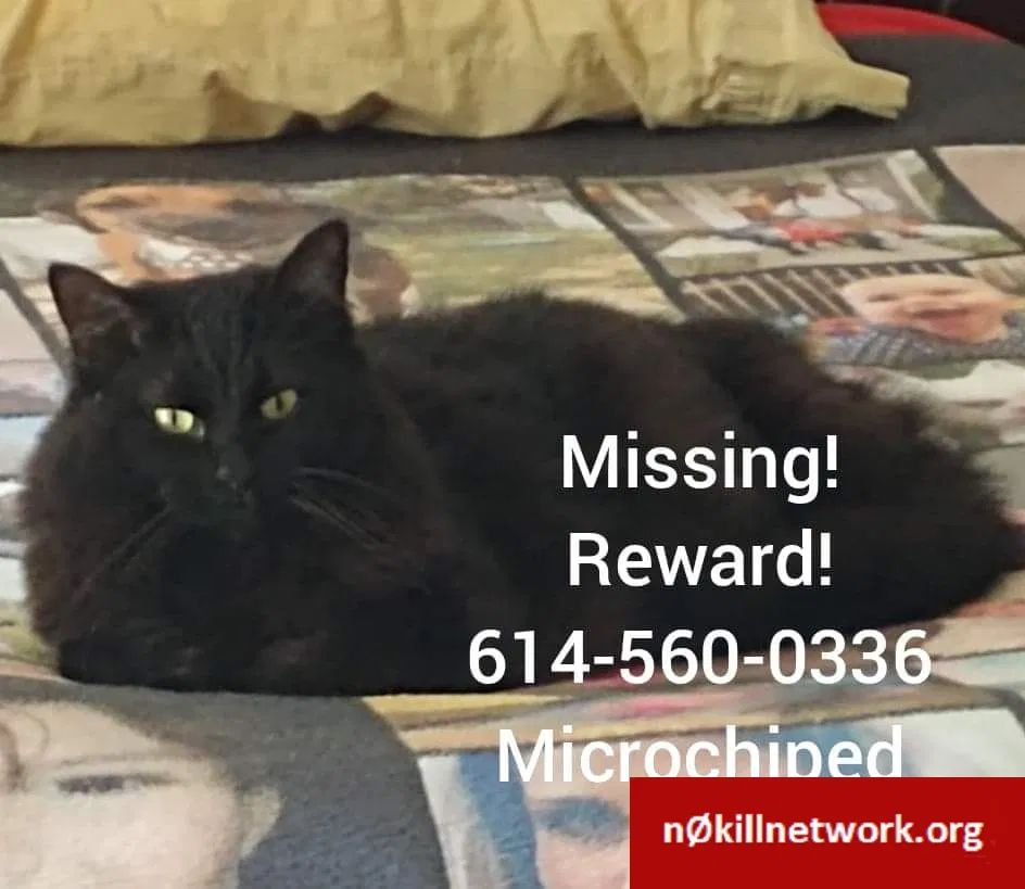 Lost cat in Dublin, OH, 43016