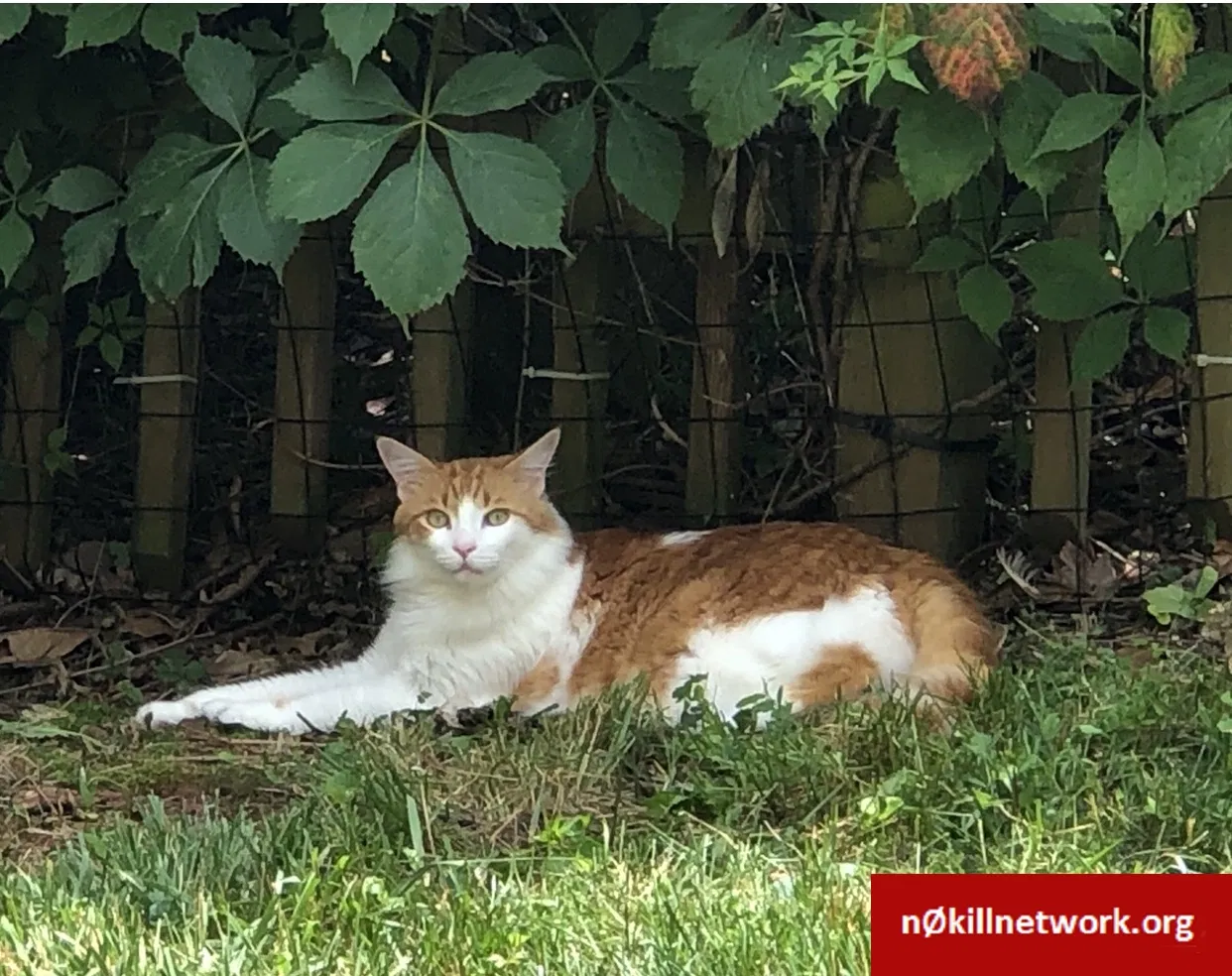 Lost cat in Herndon, VA, 20171
