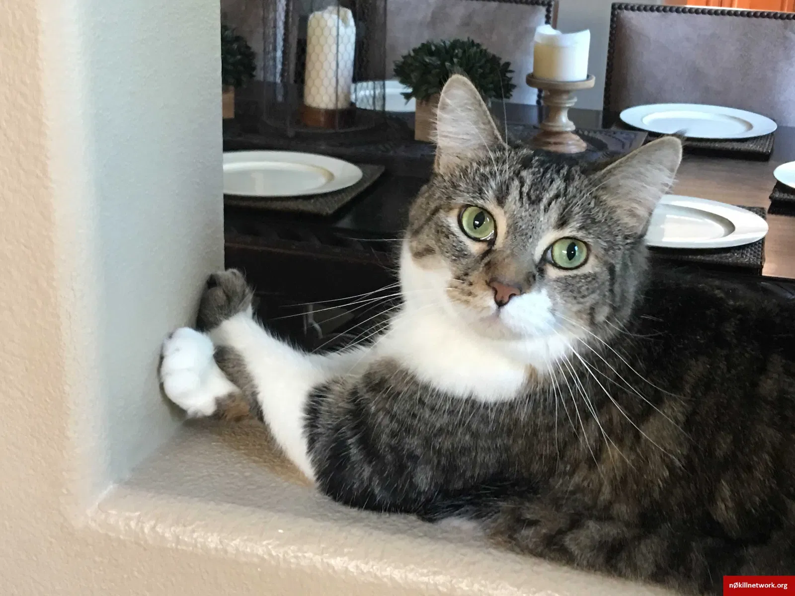 Lost cat in San Marcos, CA, 92078