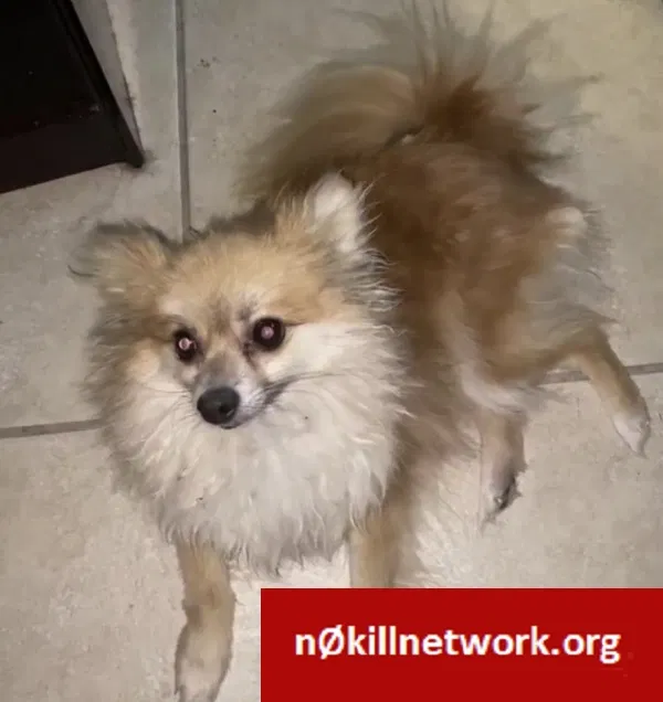 Lost dog in Tucson, AZ, 85745