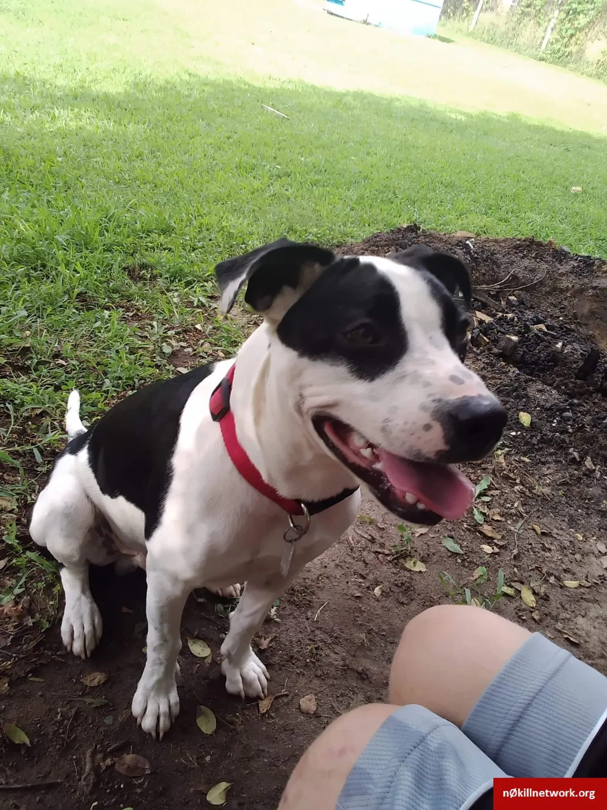 Lost dog in Gastonia, NC, 28052