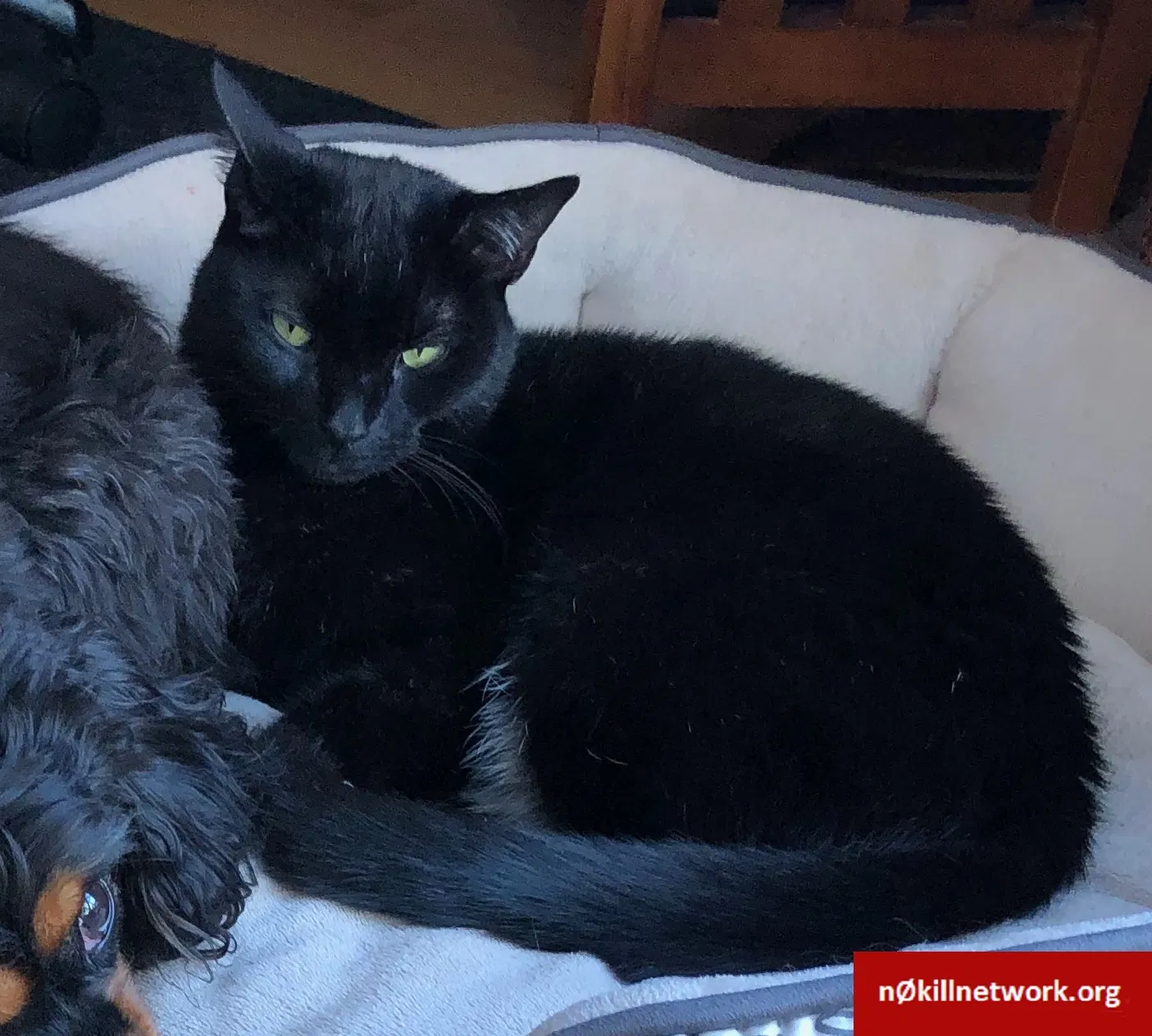 Lost cat in Darien, IL, 60561