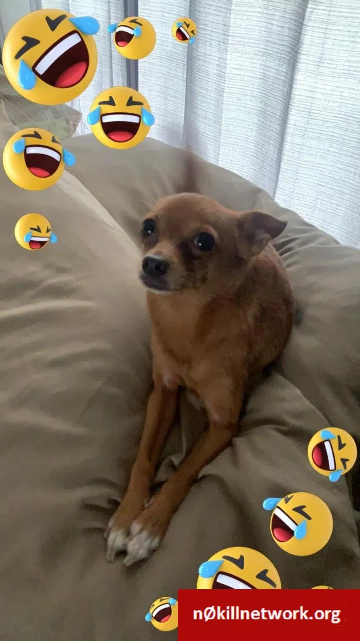 Lost dog in Inverness, FL, 34453