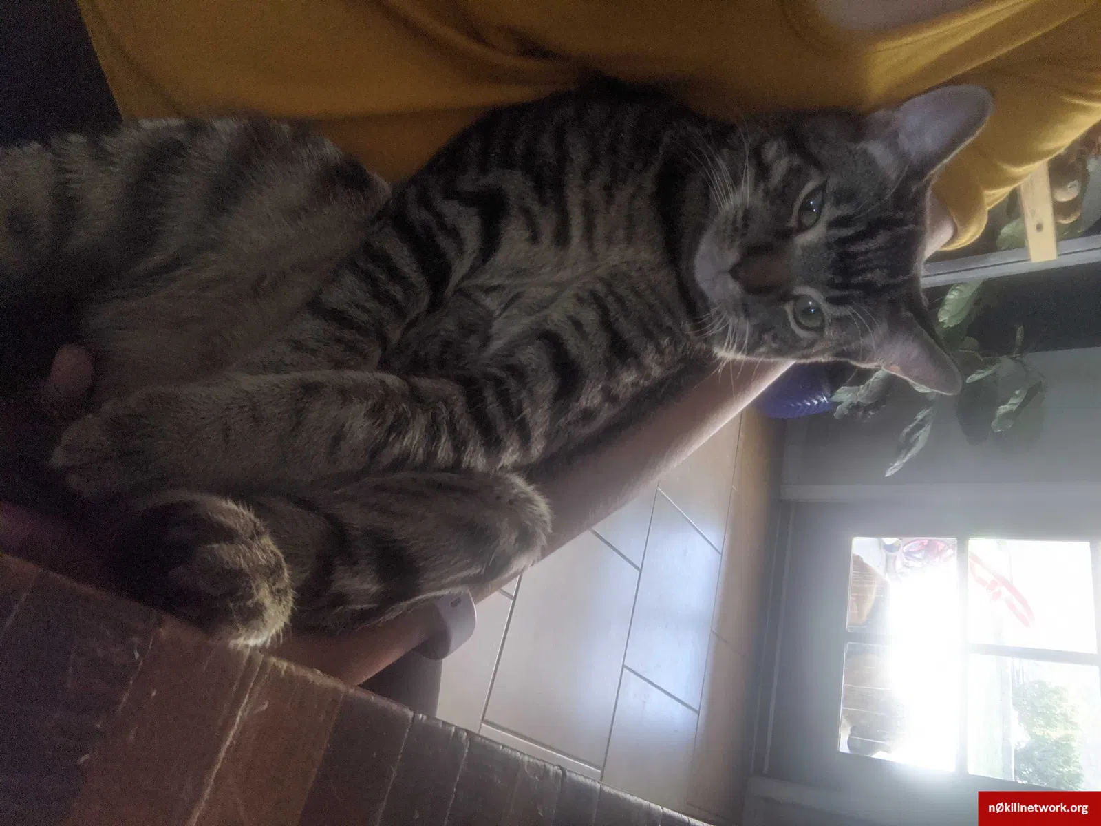 Lost cat in El Paso, TX, 79912