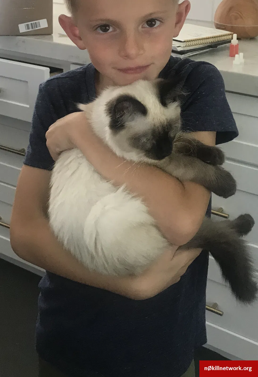 Lost cat in Orem, UT, 84057