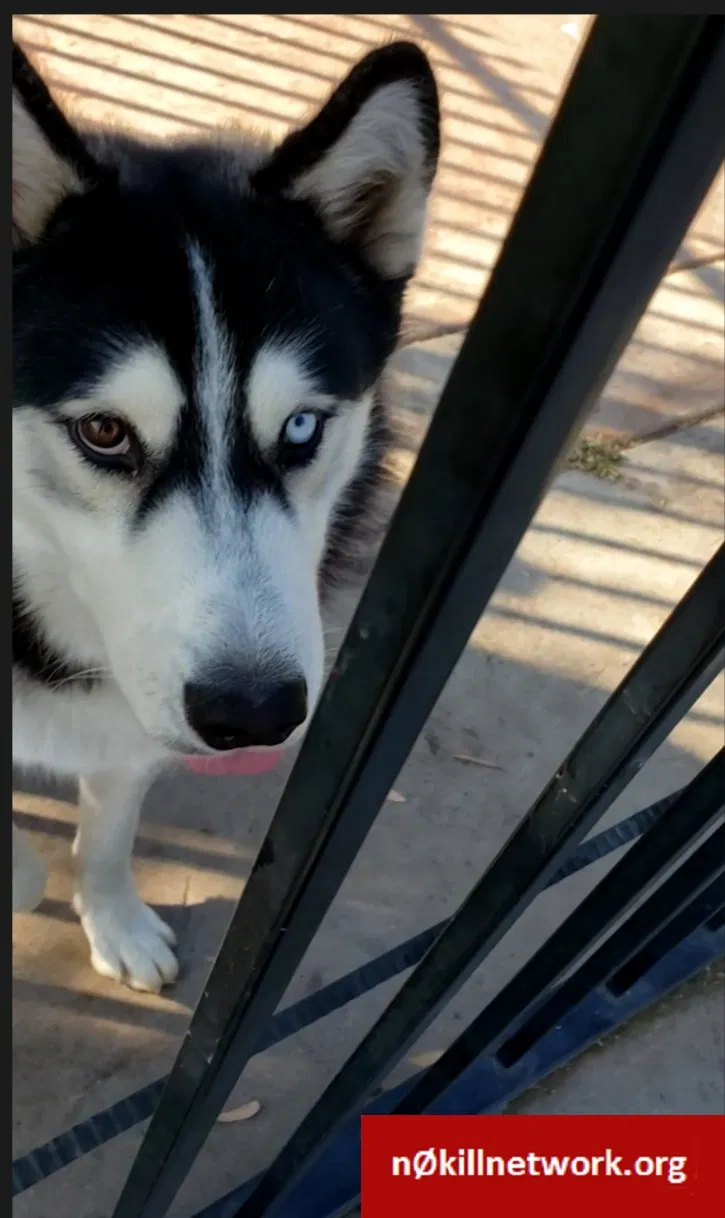 Lost dog in San Diego, CA, 92105