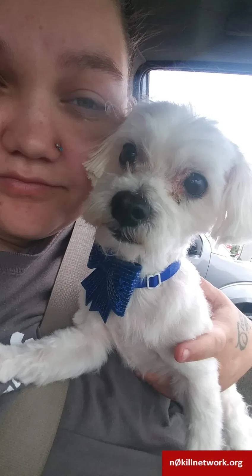 Lost dog in Rossville, GA, 30741