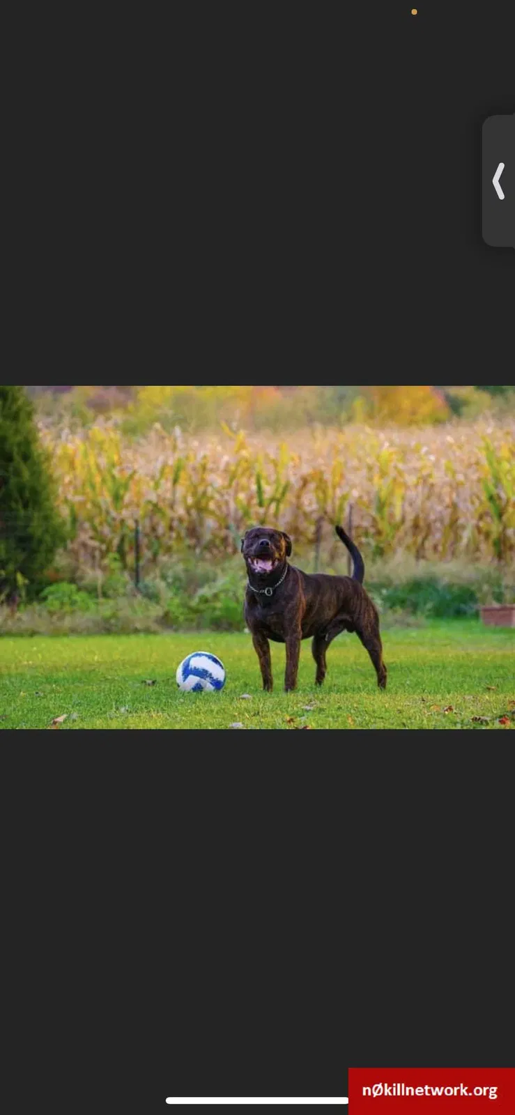 Lost dog in Wampum, PA, 16157
