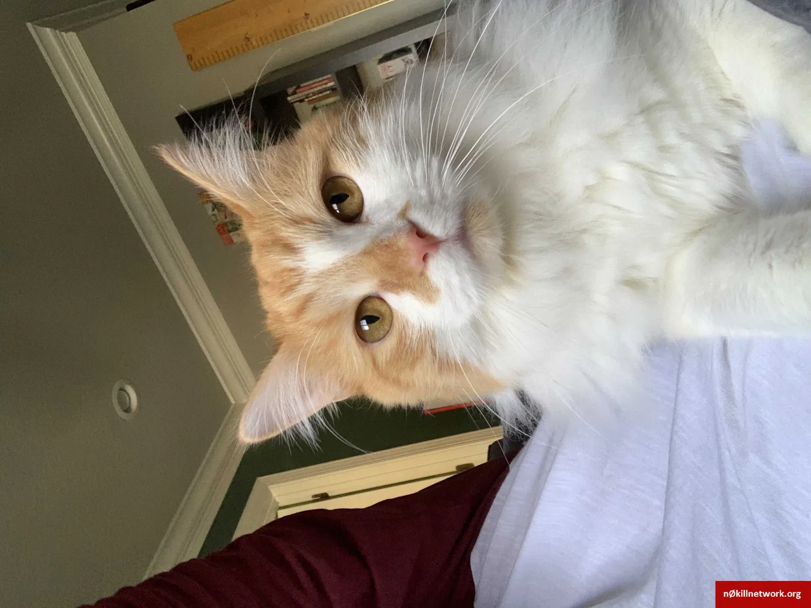 Lost cat in Fairview, NC, 28730