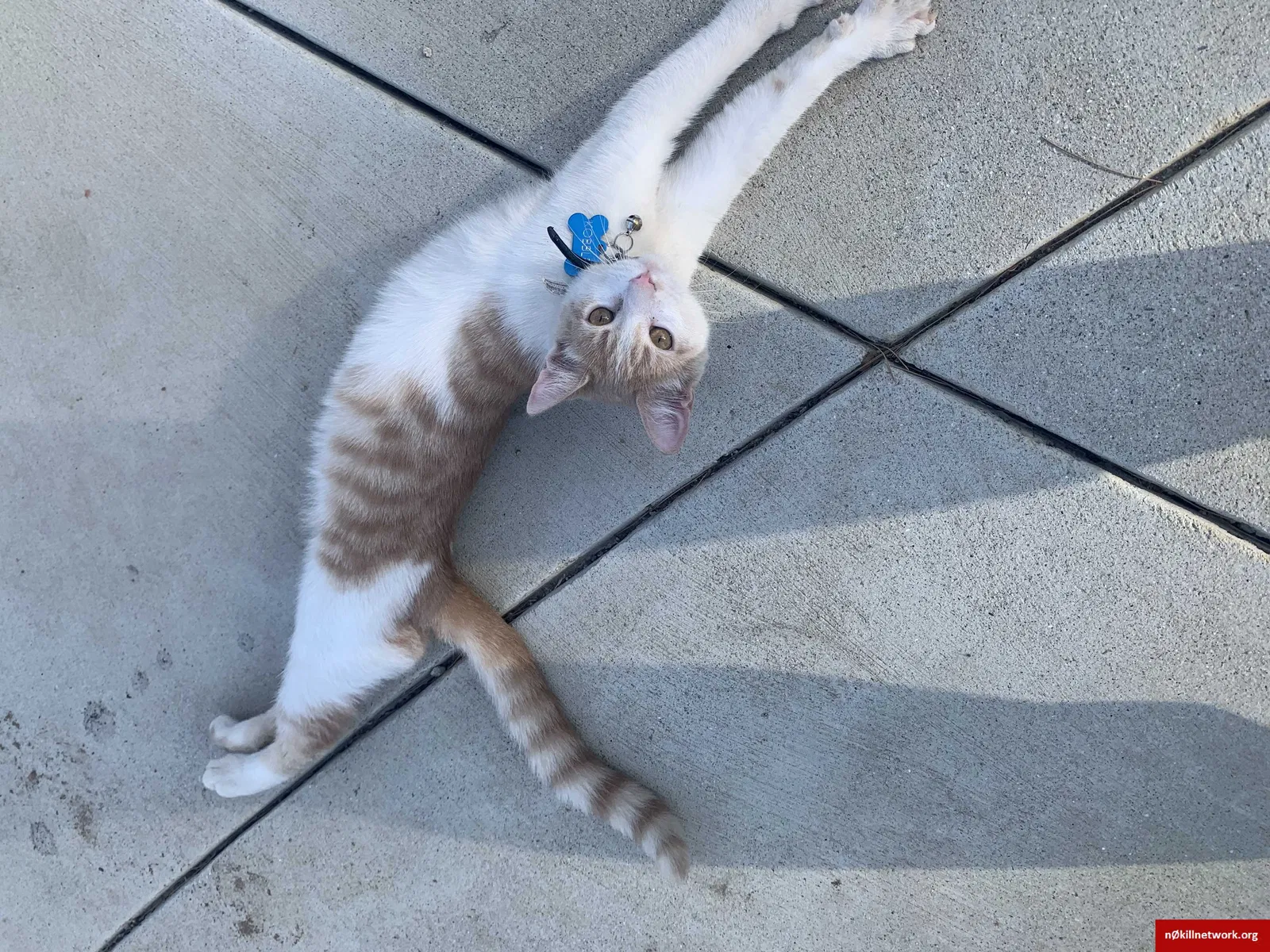 Lost cat in Menifee, CA, 92584