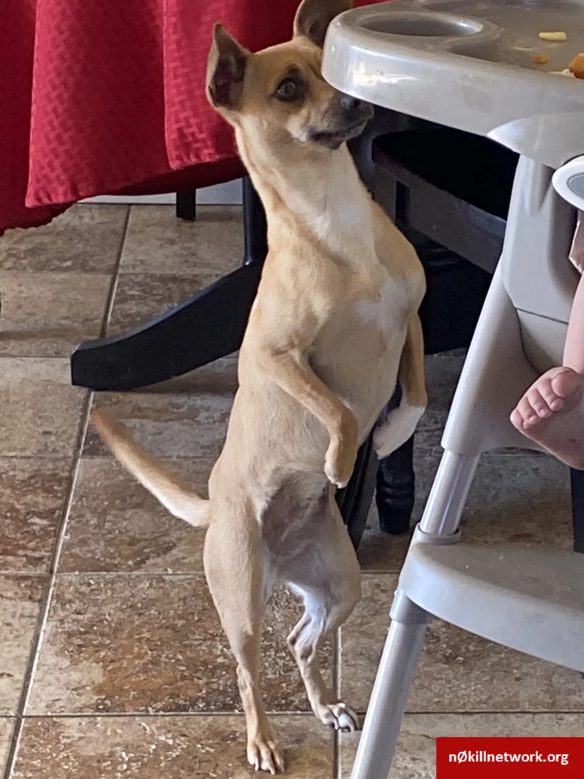 Lost dog in Sacramento, CA, 95838