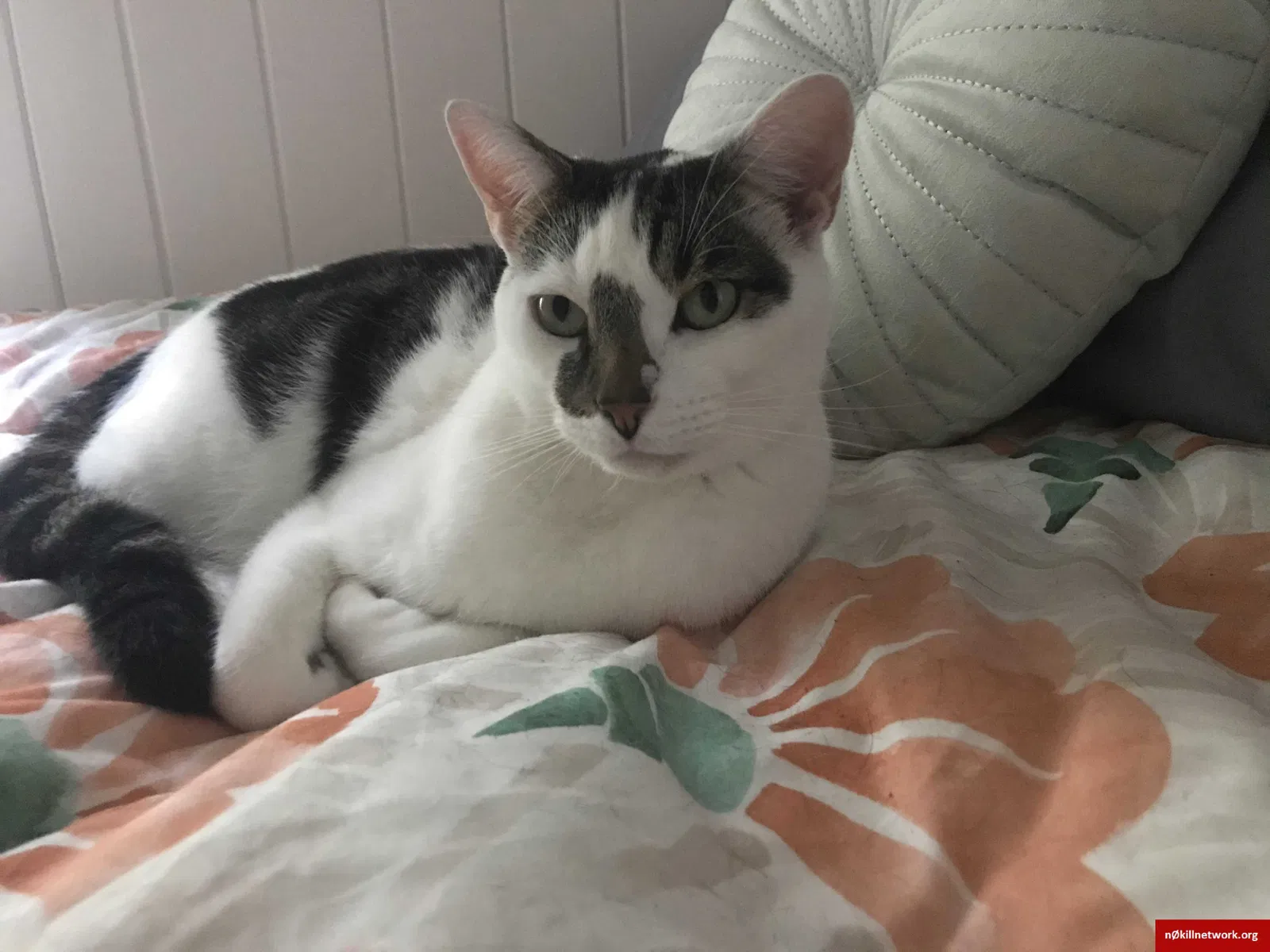 Lost cat in Asheville, NC, 28801
