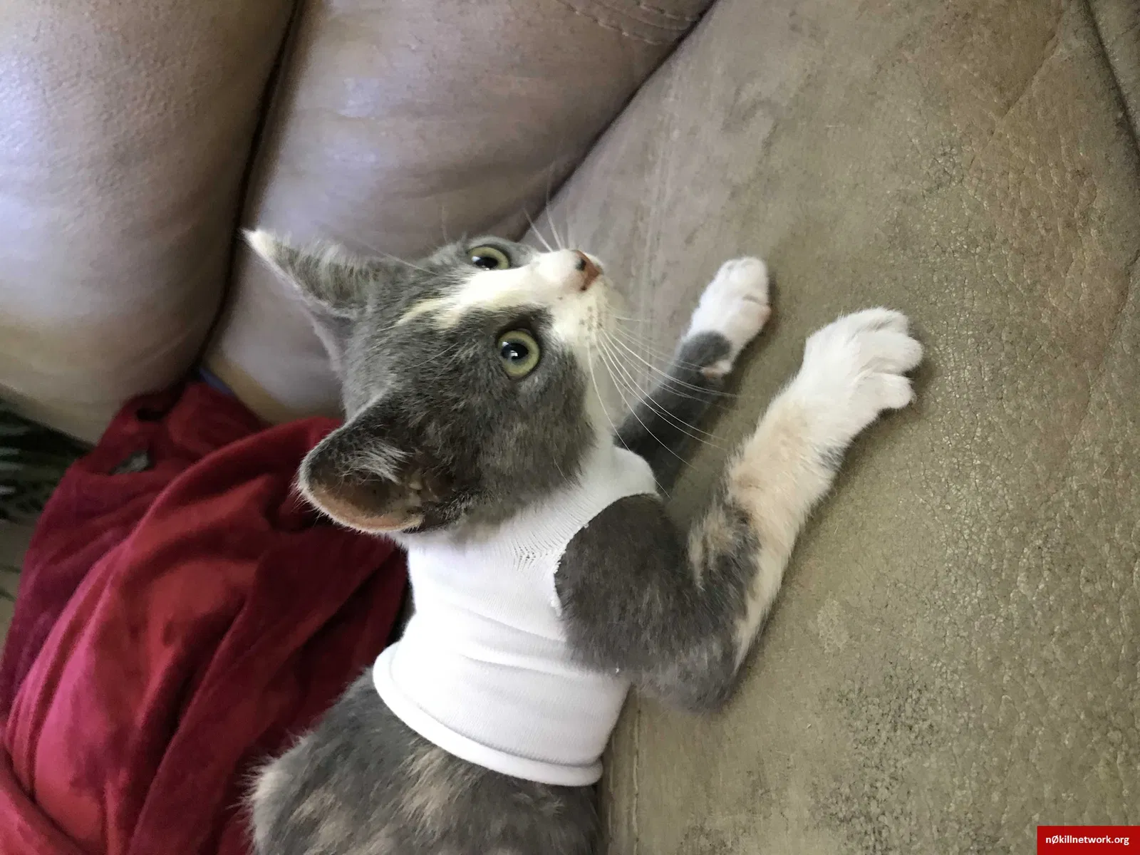 Lost cat in Elk Grove, CA, 95758