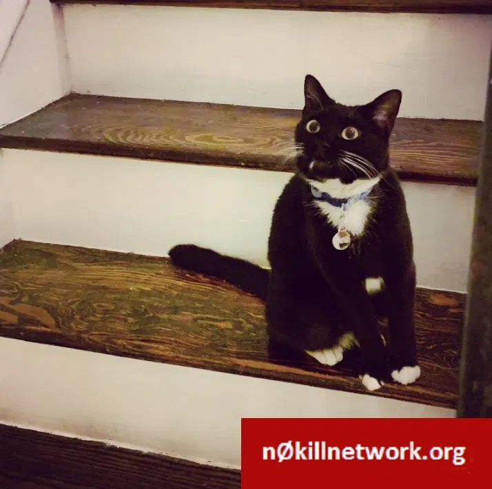 Lost cat in Philadelphia, PA, 19128