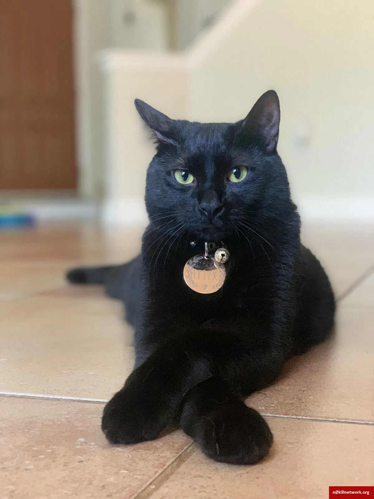 Lost cat in Austin, TX, 78749