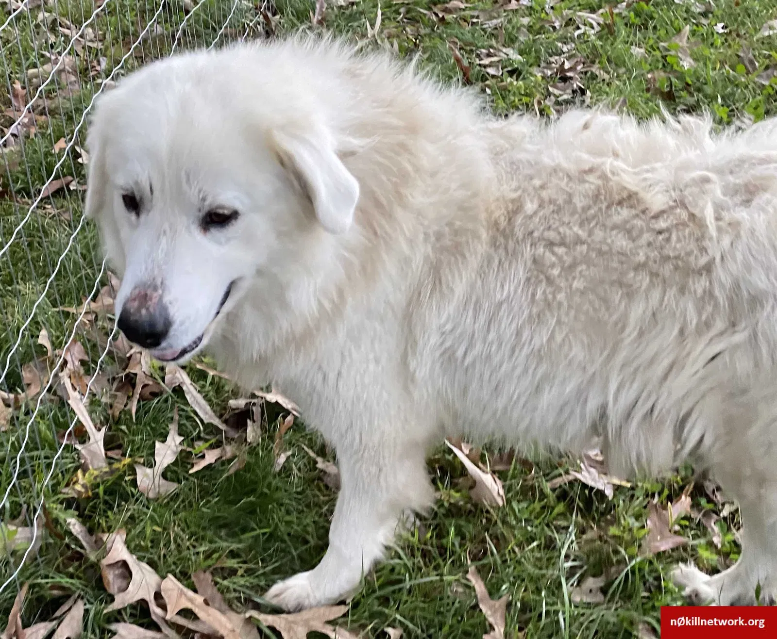 Lost dog in Coats, NC, 27521