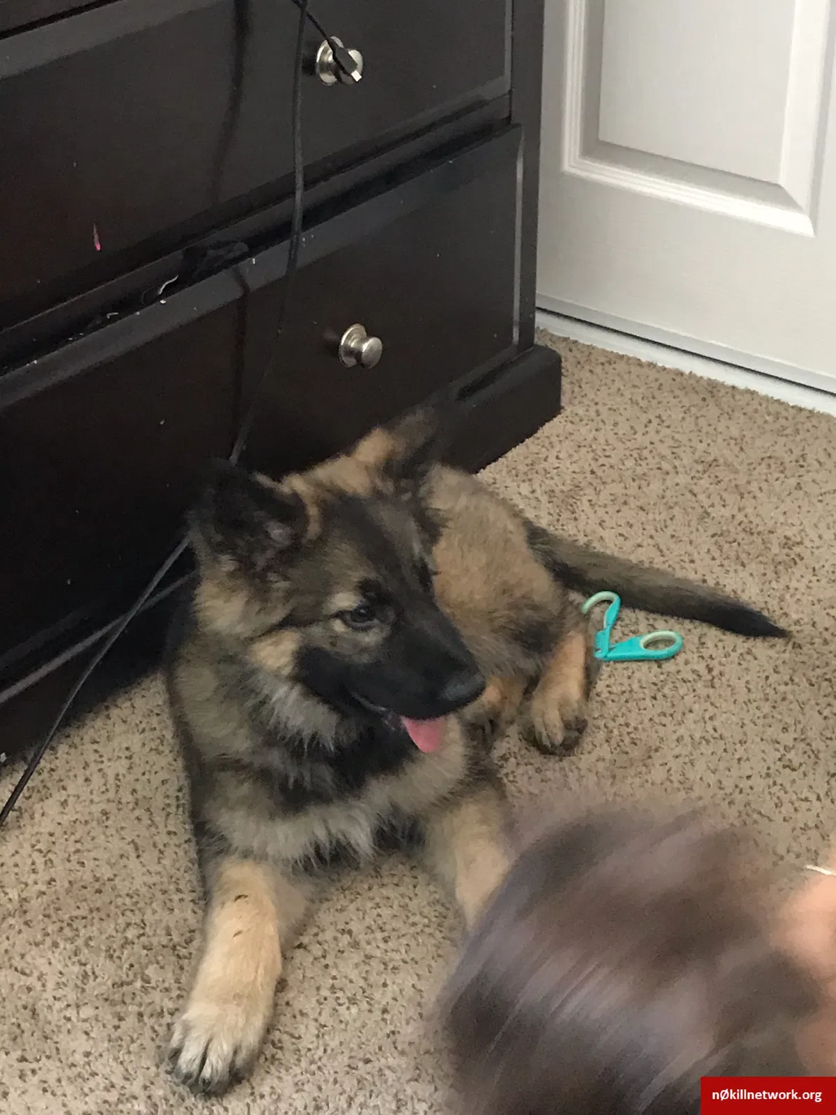 Lost dog in Hayward, CA, 94545