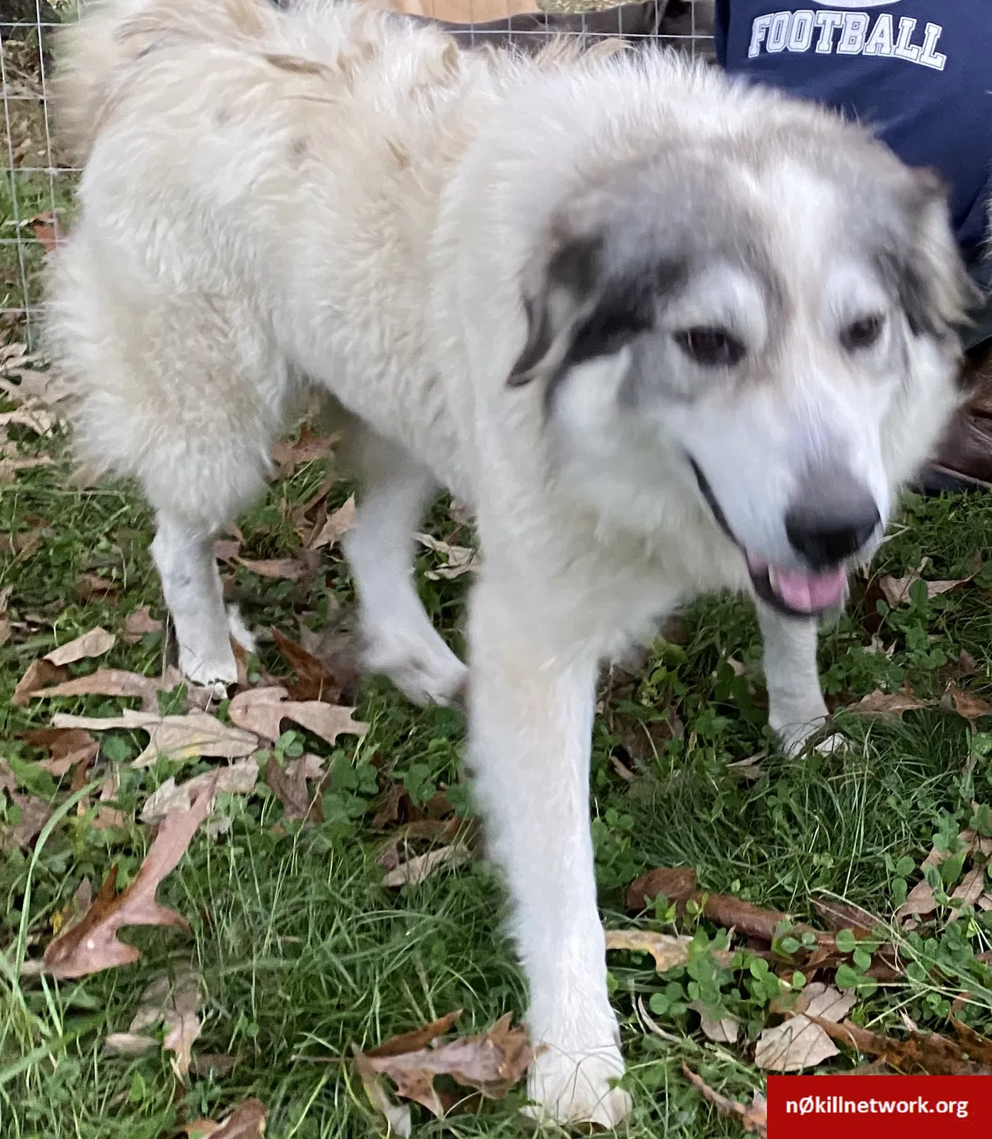 Lost dog in Coats, NC, 27521
